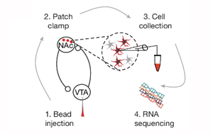 《Nature》肥胖背后的神經(jīng)機(jī)制與恢復(fù)進(jìn)食愉悅的關(guān)鍵分子靶點(diǎn)