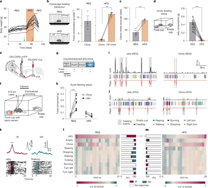 慢性HFD促進享樂喂養(yǎng)期間NAcLat→VTA活性的解偶聯(lián) 慢性HFD促進享樂喂養(yǎng)期間NAcLat→VTA活性的解偶聯(lián)