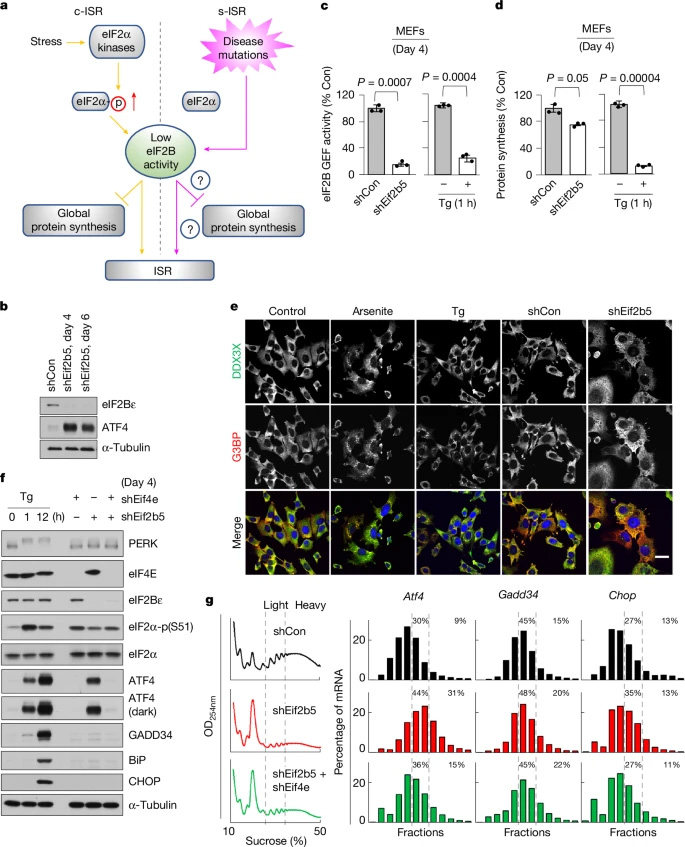 eIF2B活性降低誘導(dǎo)s-ISR