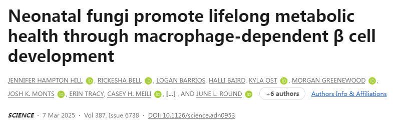 真菌促進(jìn)新生兒β細(xì)胞發(fā)育與代謝健康