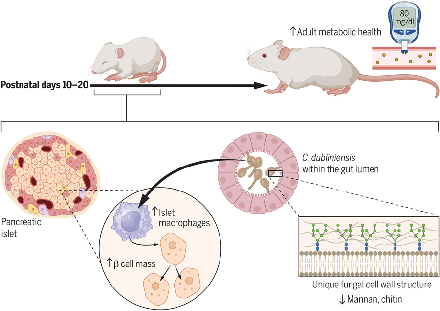 都柏林念珠菌定植促進(jìn)出生后胰腺發(fā)育