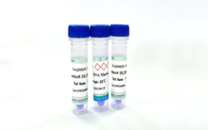 蛋白Marker與DNA Ladder：電泳實驗精準(zhǔn)參照的黃金標(biāo)尺