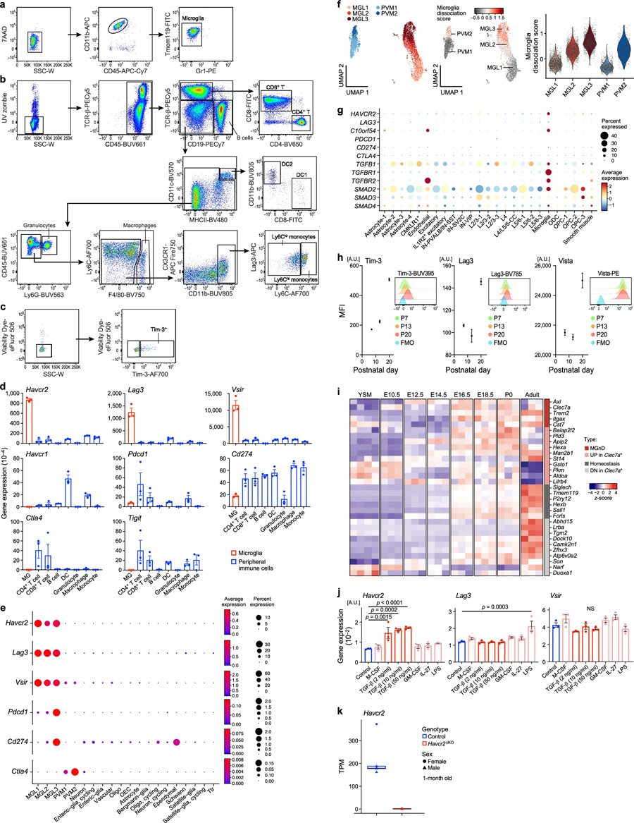Havcr2在小膠質(zhì)細胞中高度表達，并由TGFβ誘導(dǎo)