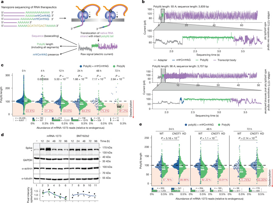 mRNA-1273的DRS揭示了模型細胞系中CCR4-NOT介導(dǎo)的poly（A）尾部動力學(xué)