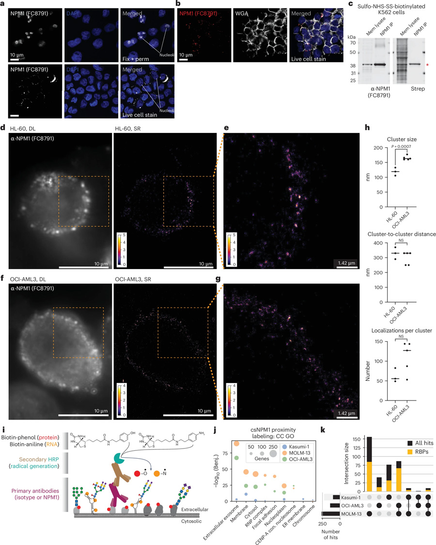 全長NPM1與其他RNA結(jié)合蛋白在細胞表面形成納米簇