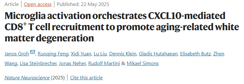  小膠質(zhì)細(xì)胞激活調(diào)控CXCL10介導(dǎo)的CD8+ T細(xì)胞募集，促進(jìn)衰老相關(guān)白質(zhì)變性