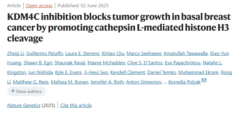 抑制 KDM4C 可通過促進(jìn)組織蛋白酶 L 介導(dǎo)的組蛋白 H3 剪切來阻斷基底型乳腺癌的腫瘤生長(zhǎng)。