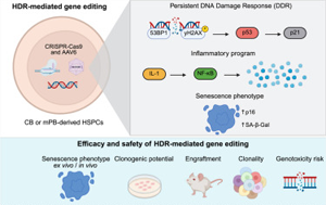 《Cell Reports Medicine》驚！基因編輯會觸發(fā)造血干細胞的炎癥、衰老樣反應