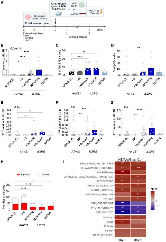 CRISPR-Cas9/AAV6介導的人類造血干細胞和祖細胞(HSPCs)基因編輯會觸發(fā)細胞衰老與炎癥反應(yīng)通路激活 CRISPR-Cas9/AAV6介導的人類造血干細胞和祖細胞(HSPCs)基因編輯會觸發(fā)細胞衰老與炎癥反應(yīng)通路激活