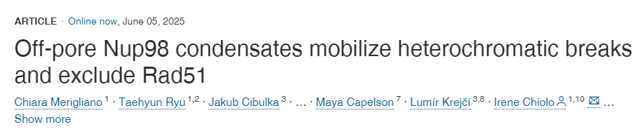 孔外定位的Nup98凝聚體動(dòng)員異染色質(zhì)斷裂位點(diǎn)并排除Rad51蛋白