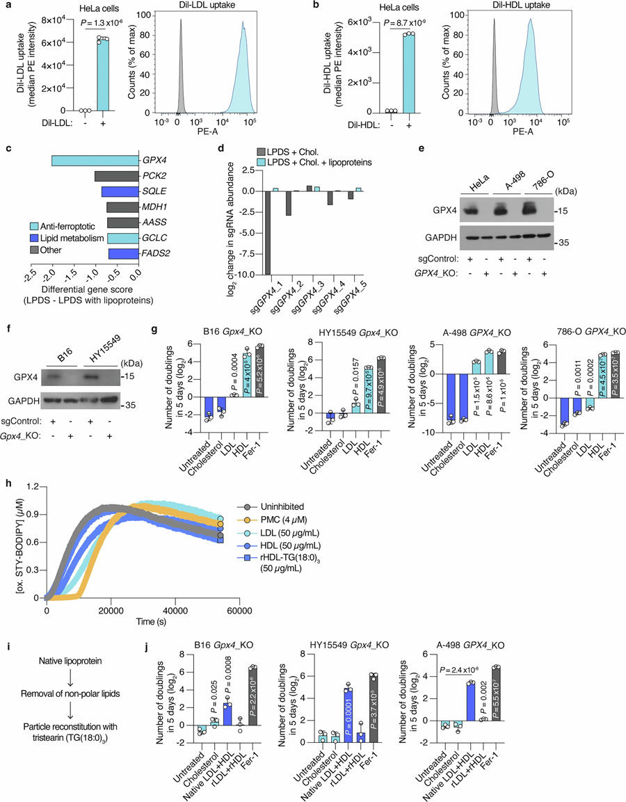 脂蛋白的脂質(zhì)組分使得谷胱甘肽過氧化物酶 4(GPX4)在癌細胞中變得非必需 脂蛋白的脂質(zhì)組分使得谷胱甘肽過氧化物酶 4(GPX4)在癌細胞中變得非必需