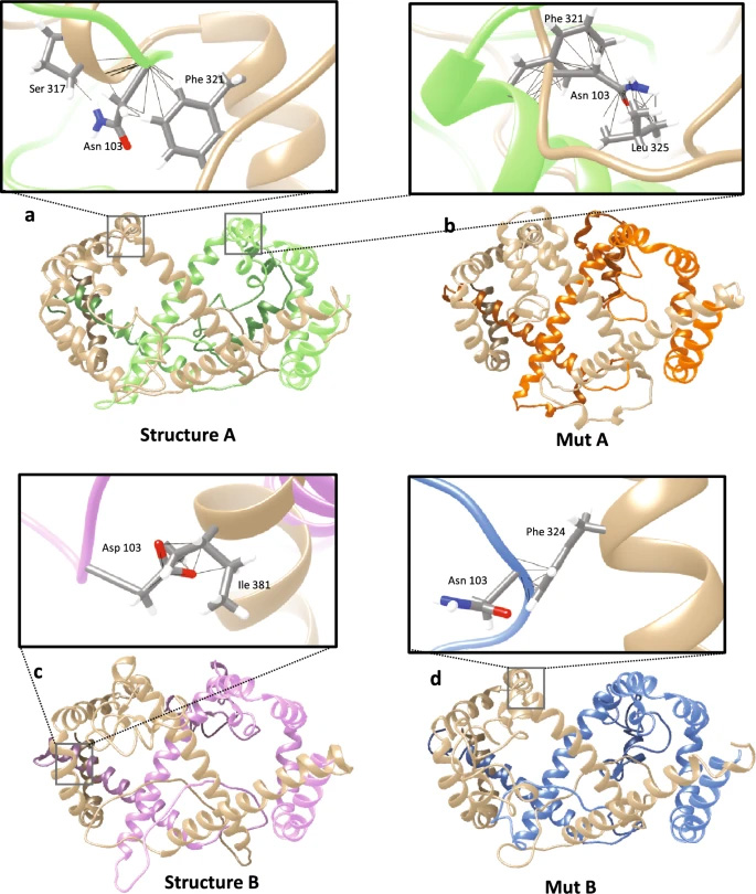 N103D突變對(duì)L-HBsAg大蛋白二聚作用的影響 N103D突變對(duì)L-HBsAg大蛋白二聚作用的影響