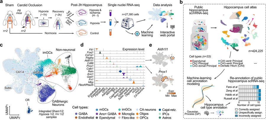 通過(guò)機(jī)器學(xué)習(xí)生成用于精確細(xì)胞類(lèi)型注釋的綜合海馬圖譜 通過(guò)機(jī)器學(xué)習(xí)生成用于精確細(xì)胞類(lèi)型注釋的綜合海馬圖譜