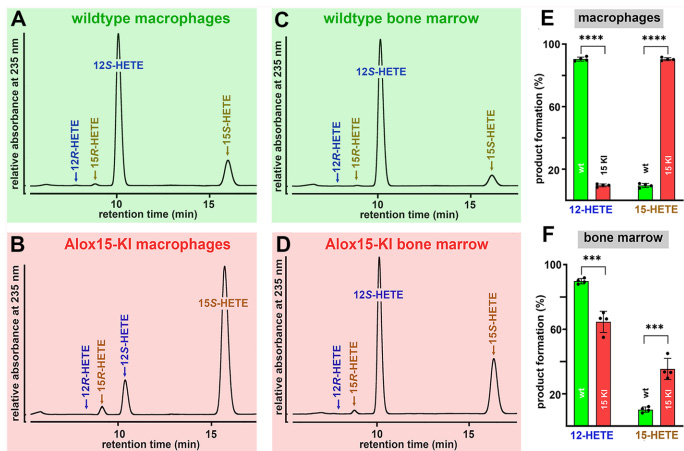 Leu353Phe突變使人源化小鼠Alox15從12-脂氧合酶轉變?yōu)?5-脂氧合酶 Leu353Phe突變使人源化小鼠Alox15從12-脂氧合酶轉變?yōu)?5-脂氧合酶