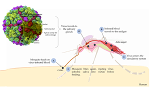 西寶高品質(zhì)抗原抗體，精準(zhǔn)助力基孔肯雅熱檢測
