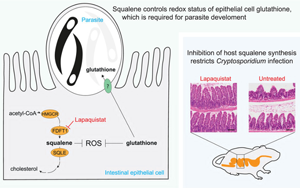 揭示宿主膽固醇代謝通路中角鯊烯調(diào)控隱孢子蟲生存的關鍵機制及其治療潛力