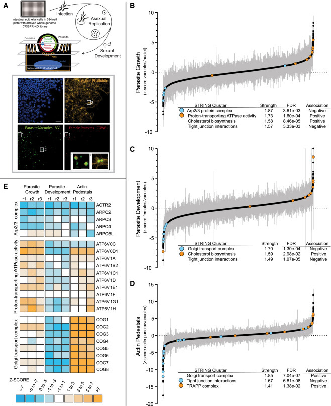 使用基于智能體的模型實現(xiàn)細(xì)胞知識數(shù)字化