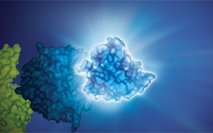 一文看懂熒光素酶