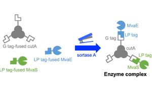 高品質(zhì)分選酶，Seebio? Sortase A，助力ADC研發(fā)，推動(dòng)前沿生物醫(yī)藥創(chuàng)新