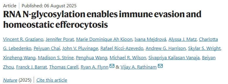 RNA N-糖基化實現免疫逃逸和穩(wěn)態(tài)胞葬作用