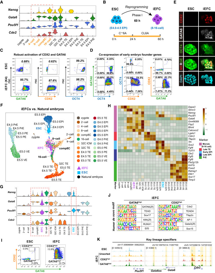 候選分子篩選鑒定出可將胚胎干細(xì)胞重編程為類(lèi)胚胎祖細(xì)胞的小分子化合物 候選分子篩選鑒定出可將胚胎干細(xì)胞重編程為類(lèi)胚胎祖細(xì)胞的小分子化合物
