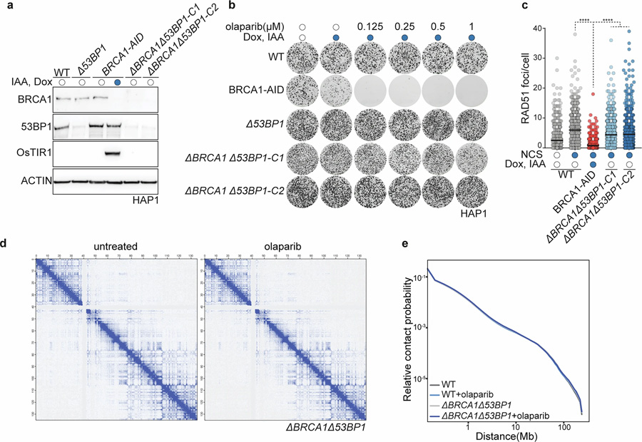 HAP1 delta-BRCA1delta-53BP1細(xì)胞具有PARP抑制劑耐藥性，且PARPi處理不改變整體染色質(zhì)構(gòu)象
