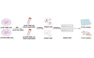 靶向小細(xì)胞外囊泡中網(wǎng)狀蛋白4(RTN4)抑制三陰性乳腺癌轉(zhuǎn)移并增強(qiáng)免疫治療效果的機(jī)制研究