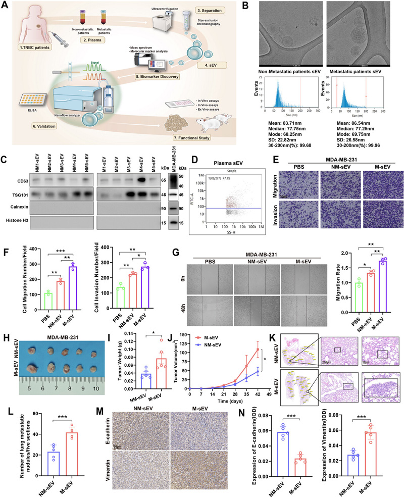M-TNBC來源的sEV促進了TNBC的遷移、侵襲和轉(zhuǎn)移
