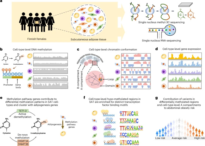 本研究采用 snm3C-seq 和 snRNA-seq 技術，在人類皮下脂肪組織（SAT）中對細胞類型水平的 DNA 甲基化、染色質構象及基因表達進行表征，并解析腹部肥胖的遺傳風險