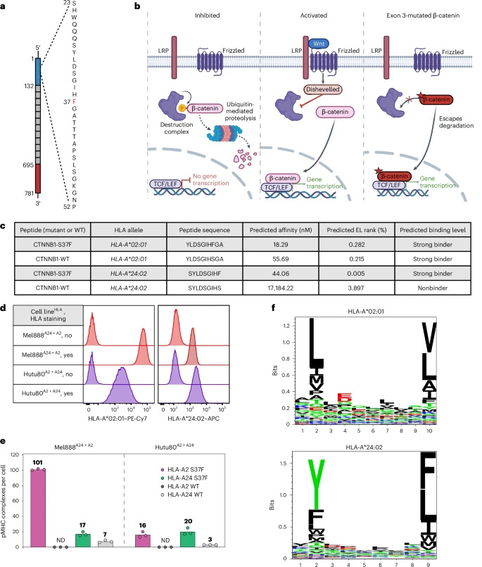 HLA-A2和HLA-A24分子呈遞的CTNNB1-S37F突變肽段的鑒定與定量分析