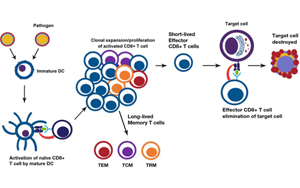 淺析幾種細(xì)胞治療的技術(shù)、工藝與原料