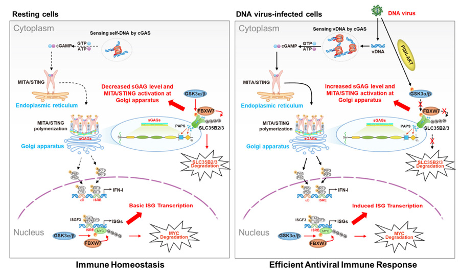 GSK3α/β-FBXW7分子軸調(diào)控MITA/STING蛋白活性及下游I型干擾素應(yīng)答通路的作用機制模型