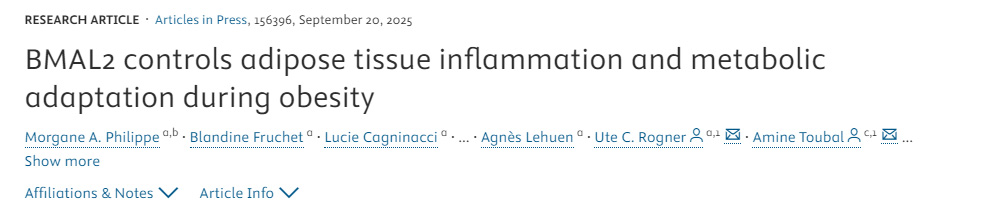 BMAL2調(diào)控肥胖期間脂肪組織炎癥與代謝適應