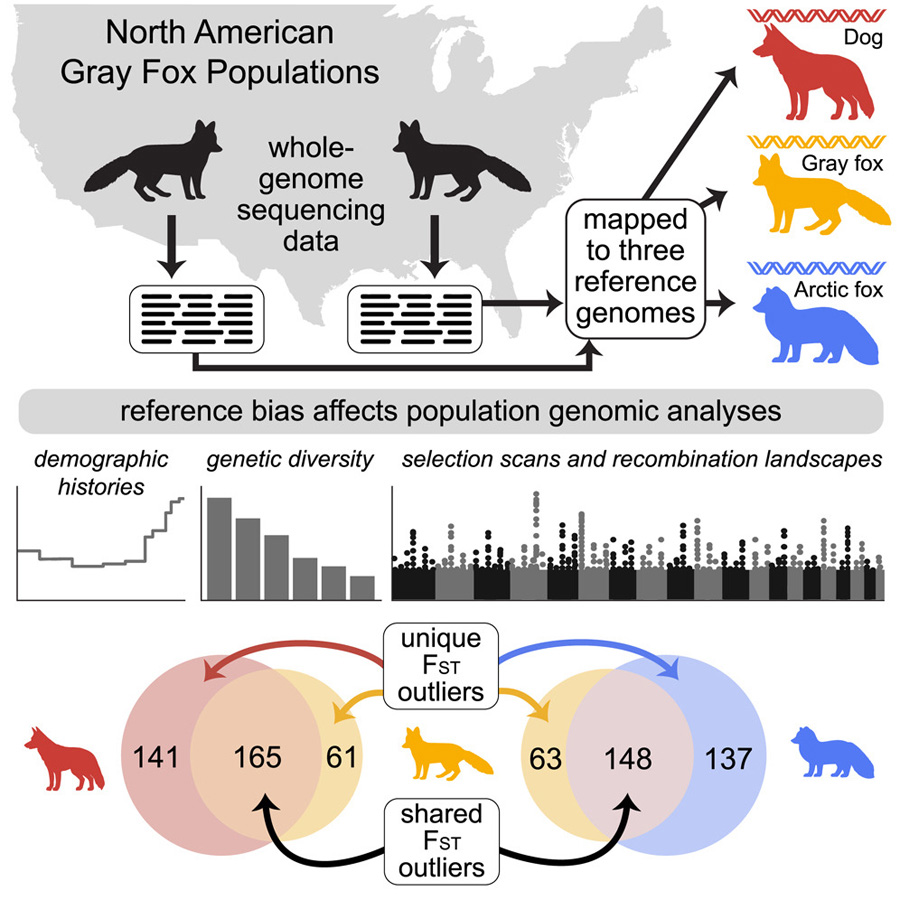 通過(guò)將灰狐的全基因組測(cè)序數(shù)據(jù)分別比對(duì)到同物種參考基因組