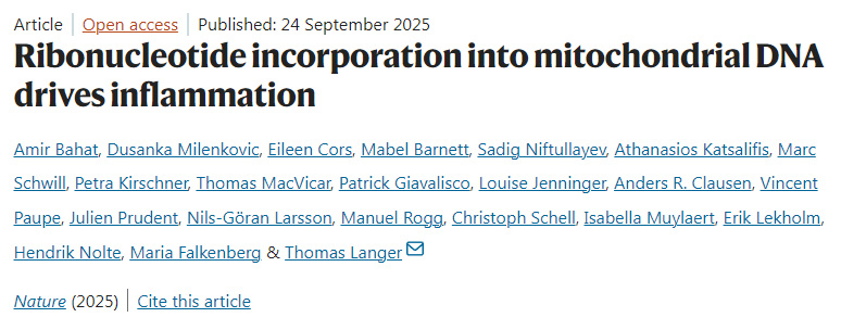 核糖核苷酸摻入線粒體DNA驅(qū)動炎癥反應