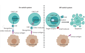 CAR-T全鏈條關(guān)鍵產(chǎn)品及服務解決方案?