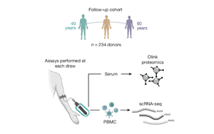 Nature：隨著年齡增長，免疫細(xì)胞如何發(fā)生變化？
