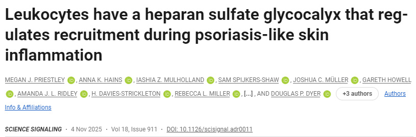 白細(xì)胞表面存在一種硫酸乙酰肝素糖萼，可在銀屑病樣皮膚炎癥中調(diào)控其募集過程