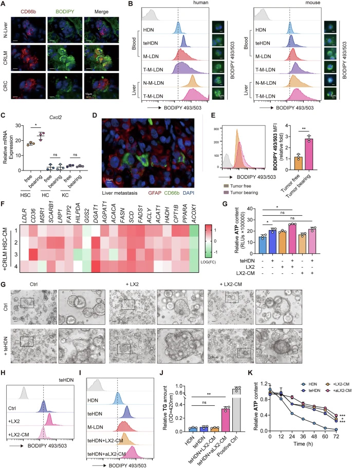 浸潤(rùn)轉(zhuǎn)移性肝臟的低密度中性粒細(xì)胞具有更多脂滴，且該過程會(huì)因肝星狀細(xì)胞的誘導(dǎo)而進(jìn)一步增強(qiáng)