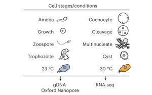 腺嘌呤DNA甲基化在轉(zhuǎn)錄許可染色質(zhì)中的廣泛存在揭示真核生物表觀遺傳進(jìn)化新機(jī)制