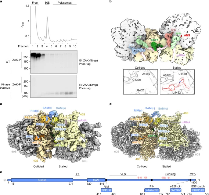 ZAKα蛋白結(jié)合碰撞二聚體核糖體的冷凍電鏡結(jié)構(gòu)
