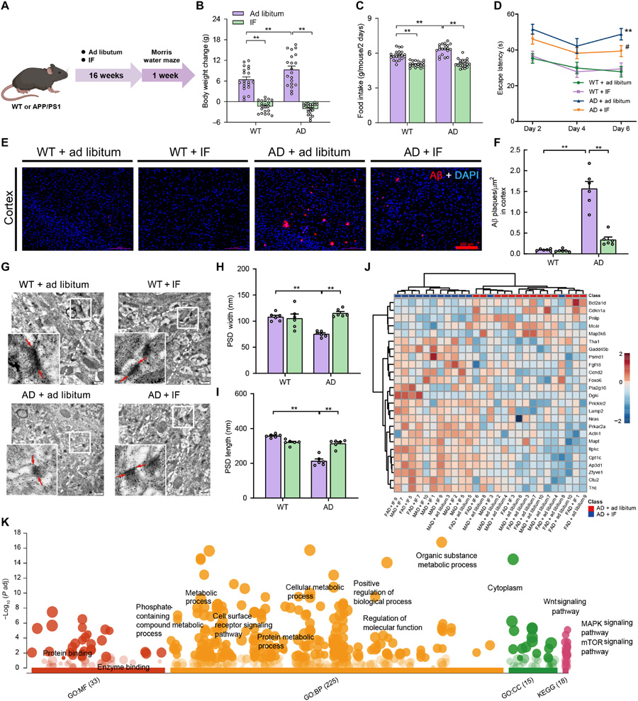 間歇性禁食減輕阿爾茨海默病模型小鼠的認(rèn)知障礙、減少β淀粉樣蛋白沉積，并保護(hù)其突觸超微結(jié)構(gòu)
