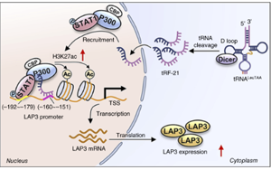 tRF-21LeuTAA 通過改變谷胱甘肽代謝酶來促進氧化應激，從而支持前列腺癌的進展 開放獲取