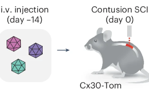 Nature子刊：脊髓損傷后神經(jīng)系統(tǒng)如何啟動修復機制？