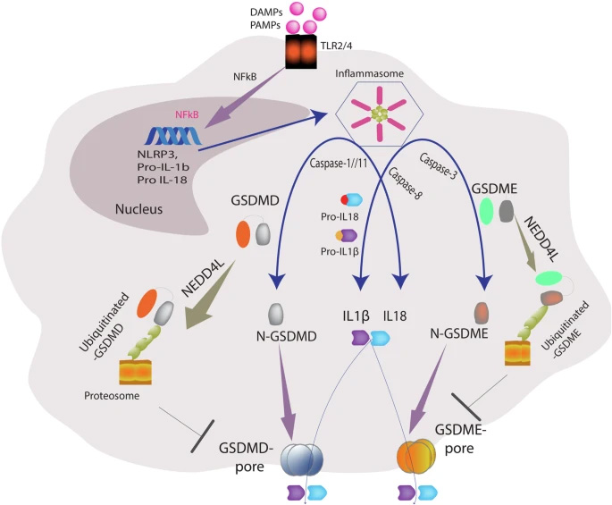 NEDD4L通過泛素化GSDMD與GSDME調(diào)控細胞焦亡 NEDD4L通過泛素化GSDMD與GSDME調(diào)控細胞焦亡