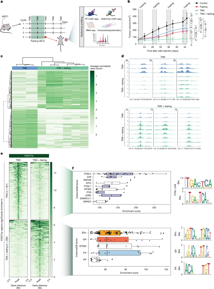 禁食可誘導(dǎo)經(jīng)他莫昔芬處理的異種移植瘤中組蛋白H3K27位乙酰化發(fā)生改變