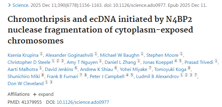 染色體碎裂與染色體外環(huán)狀DNA的形成由N4BP2核酸酶對(duì)胞質(zhì)暴露染色體的斷裂所引發(fā) 染色體碎裂與染色體外環(huán)狀DNA的形成由N4BP2核酸酶對(duì)胞質(zhì)暴露染色體的斷裂所引發(fā)