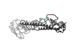分選酶A在蛋白修飾上的應(yīng)用