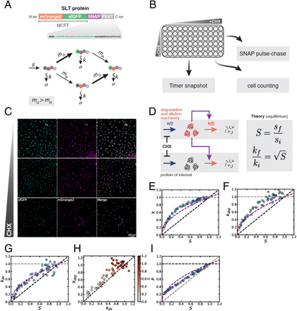 經(jīng)環(huán)己酰亞胺（CHX）處理后，S、P、k<sub>deg</sub>和k<sub>dil</sub>之間的關(guān)聯(lián)符合被動適應(yīng)模型