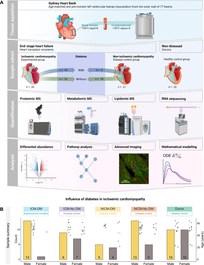 實(shí)驗(yàn)設(shè)計(jì)、工作流程與樣本概述